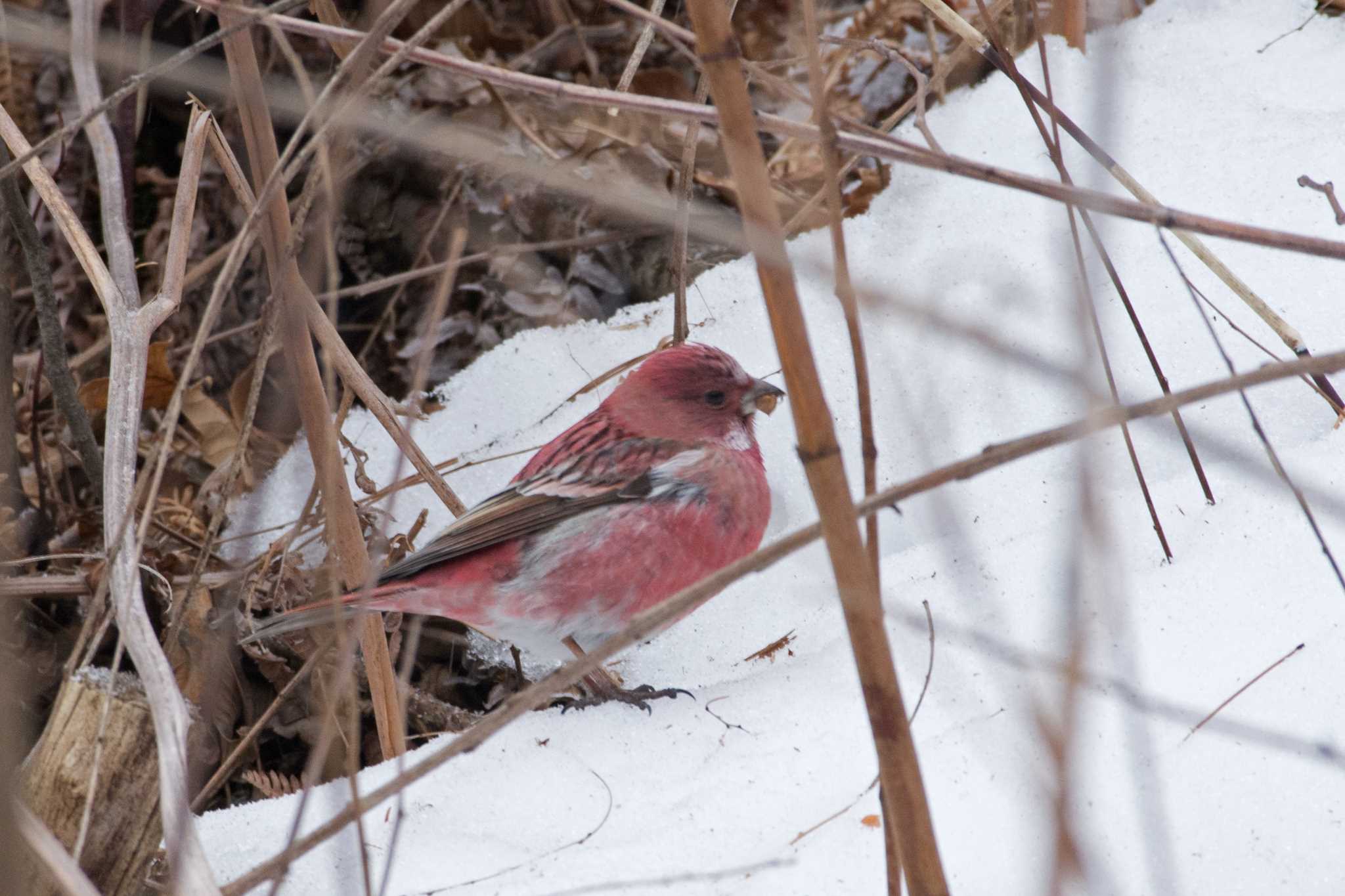 Photo of Pallas's Rosefinch at 長野県 by 倶利伽羅