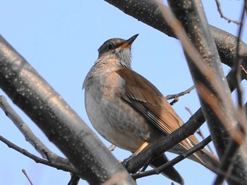 Pale Thrush 埼玉 Fri, 3/19/2021