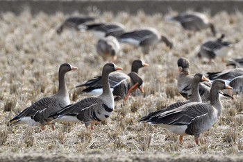 Greater White-fronted Goose 島根県 Sun, 2/7/2021