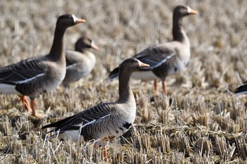 Greater White-fronted Goose 島根県 Sun, 2/7/2021