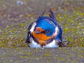 Barn Swallow 恩田川 Sun, 3/29/2020