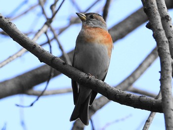 Brambling 埼玉 Tue, 3/16/2021