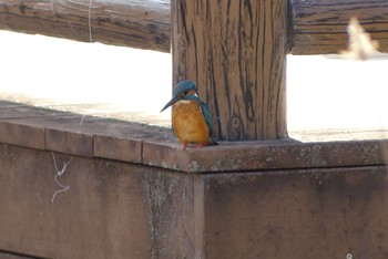 Common Kingfisher 近所の公園 Sun, 3/14/2021