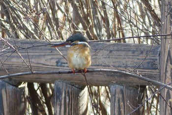 Common Kingfisher 近所の公園 Wed, 3/3/2021
