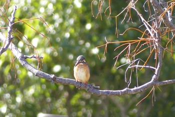 カワセミ 近所の公園 2021年3月3日(水)