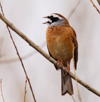 Meadow Bunting Watarase Yusuichi (Wetland) Fri, 3/12/2021