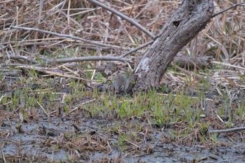 2021年3月20日(土) 北本自然観察公園の野鳥観察記録