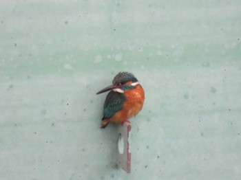 Common Kingfisher 今川公園 Sat, 3/20/2021