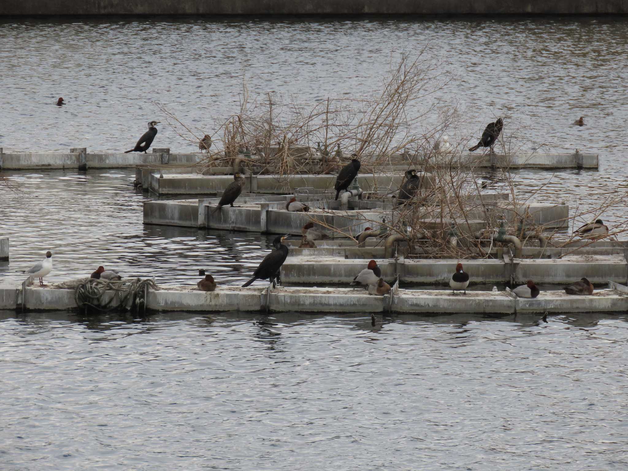 Great Cormorant