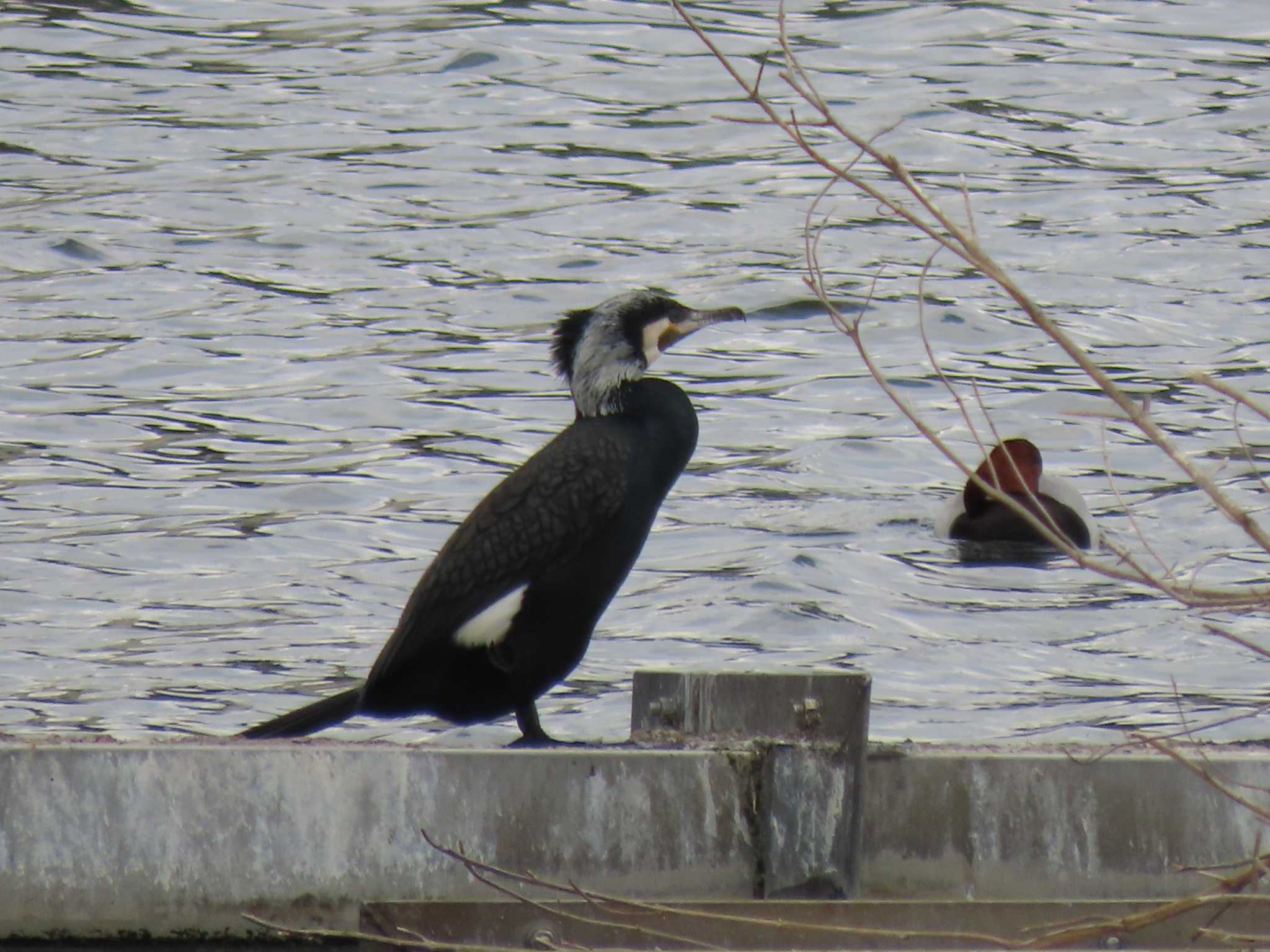 Great Cormorant