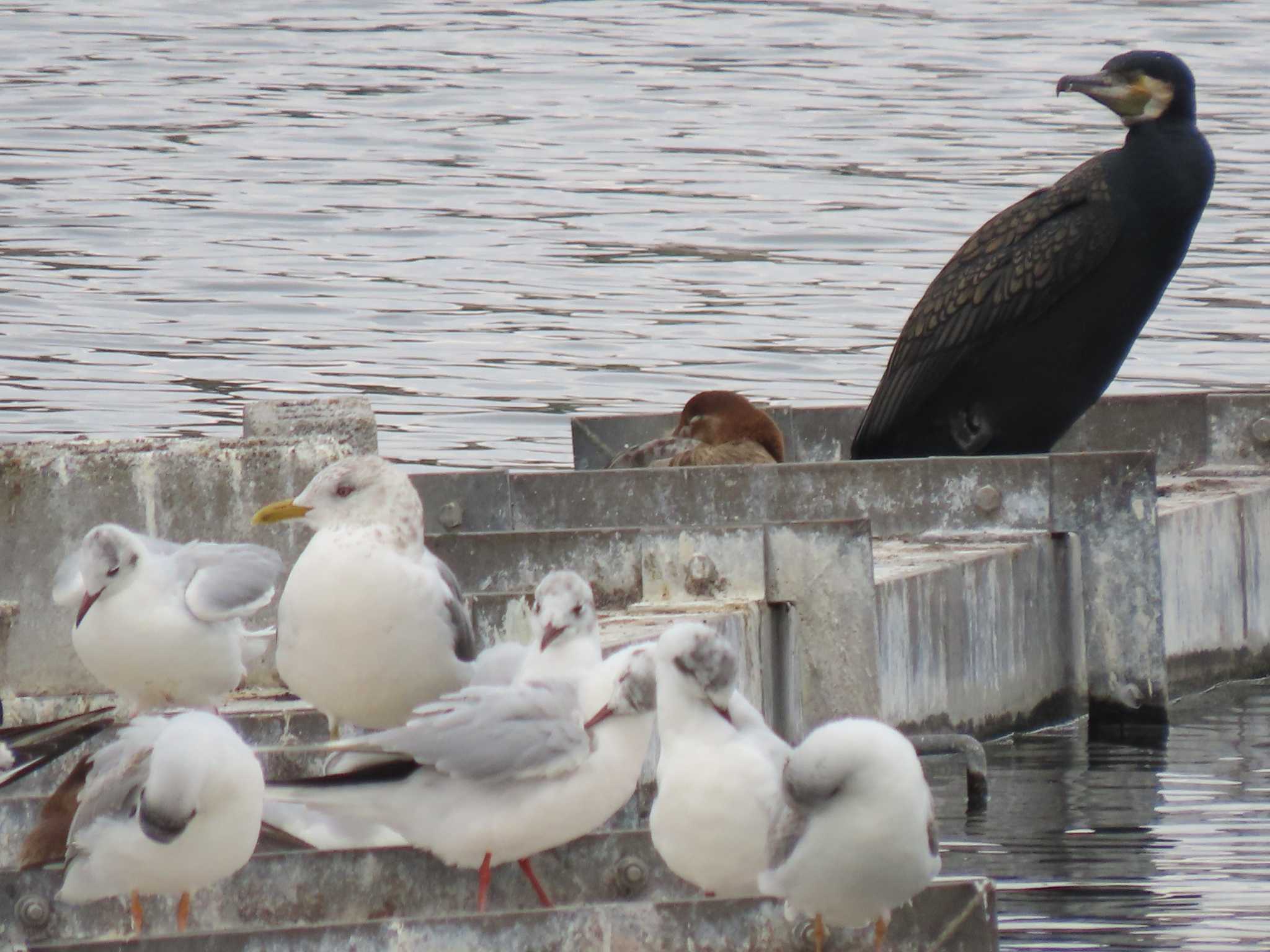 Common Gull