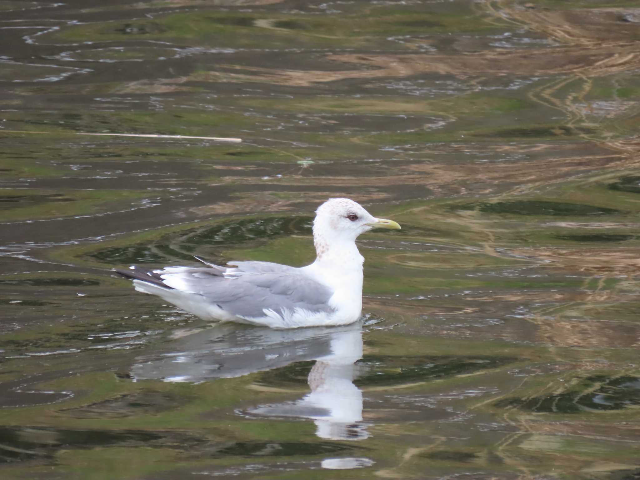 Common Gull