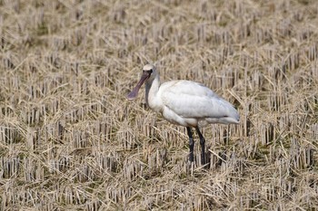 Black-faced Spoonbill 島根県 Sun, 2/7/2021