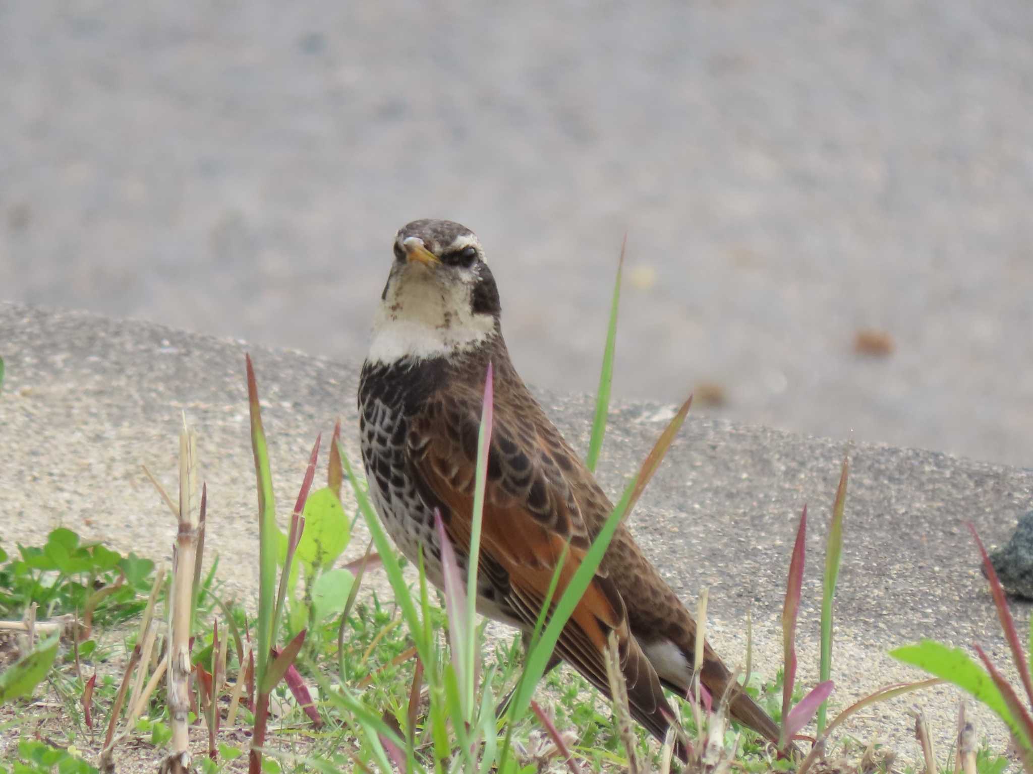 Dusky Thrush