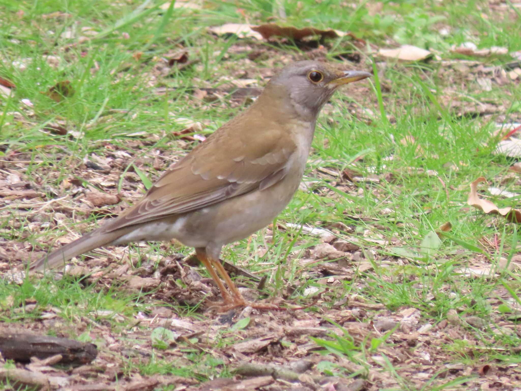 Pale Thrush