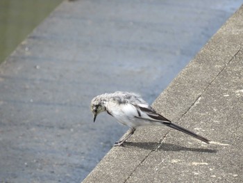 White Wagtail 荒子川公園 Sat, 3/20/2021