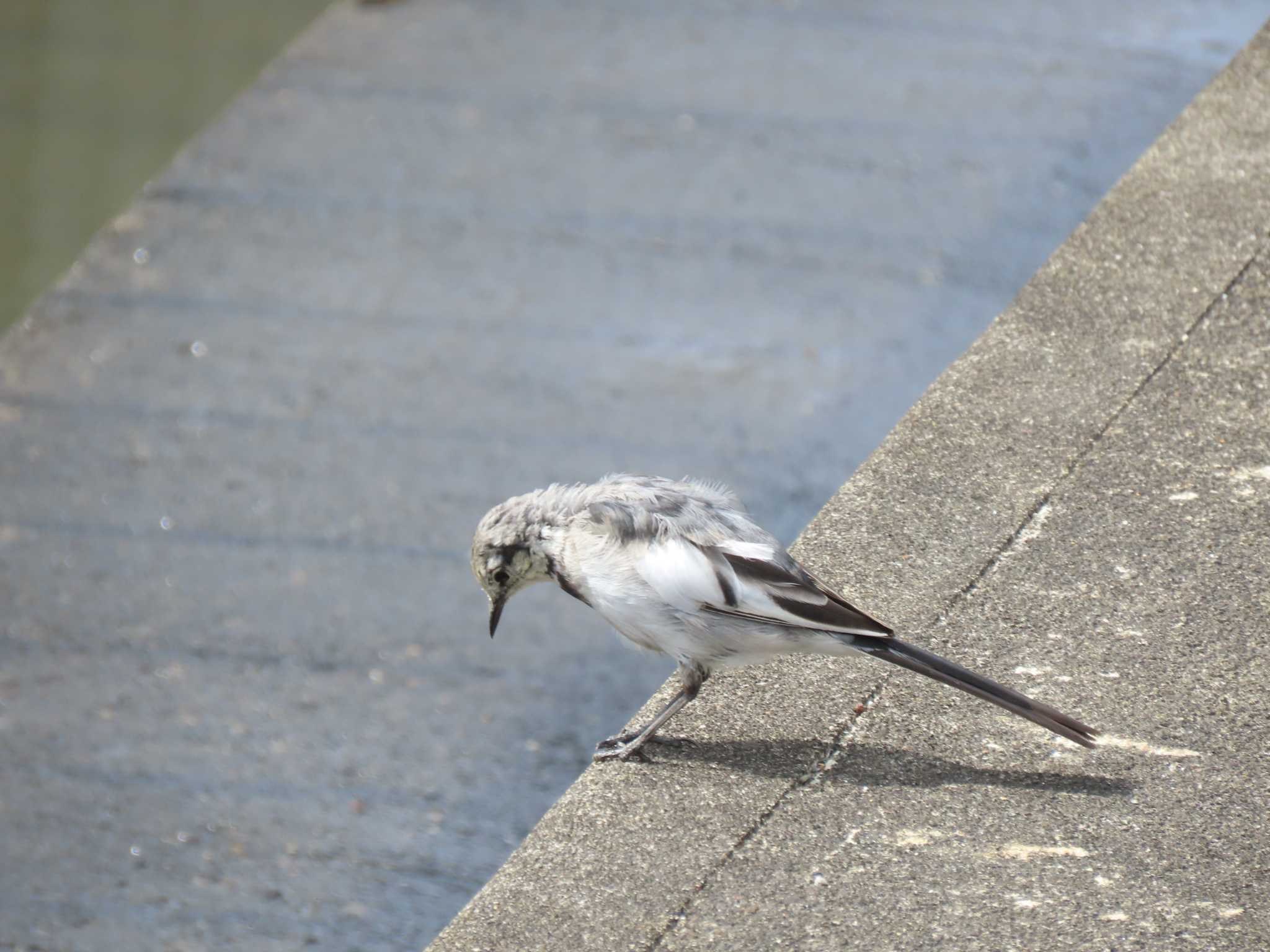 White Wagtail