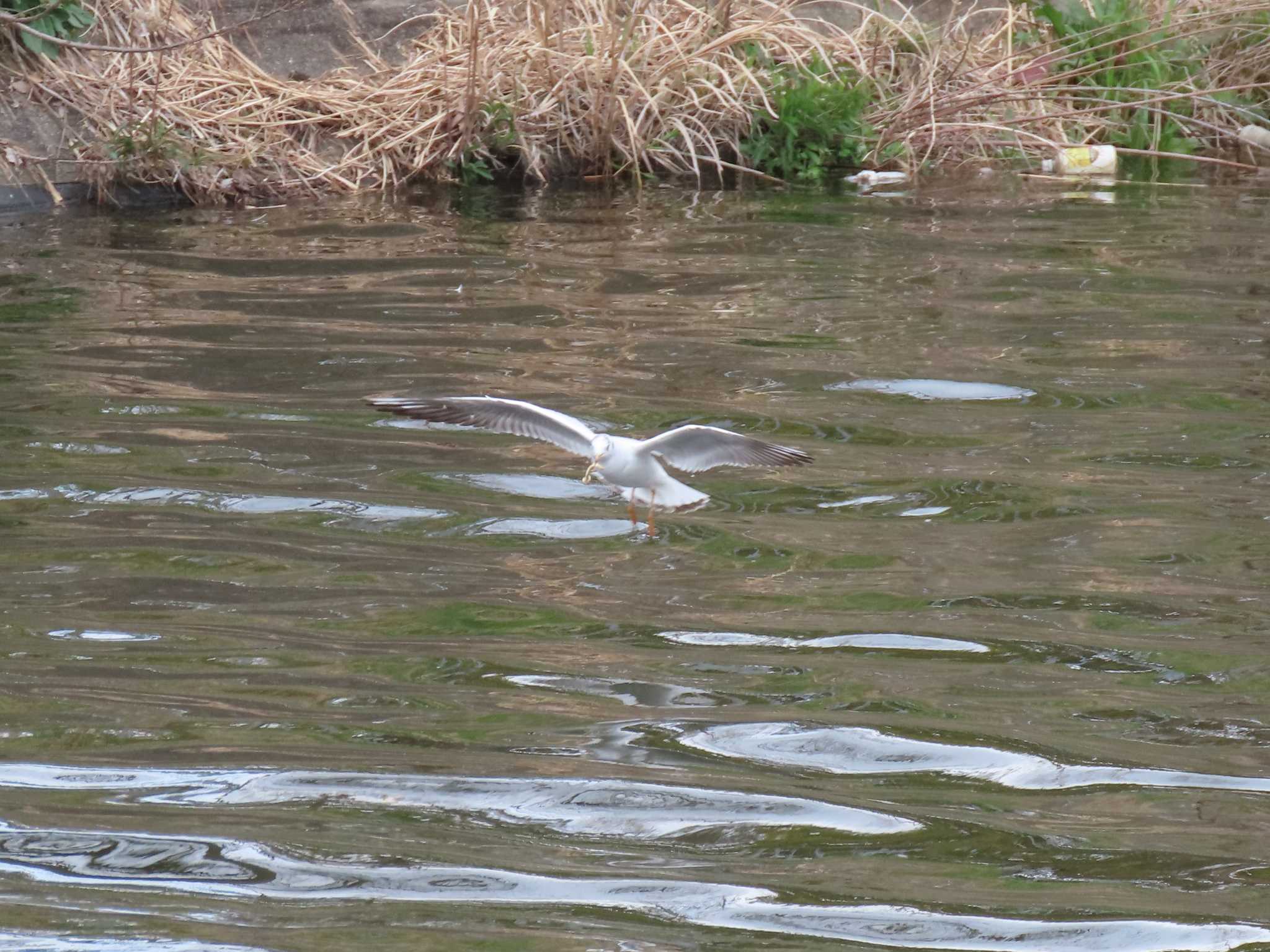 Black-headed Gull