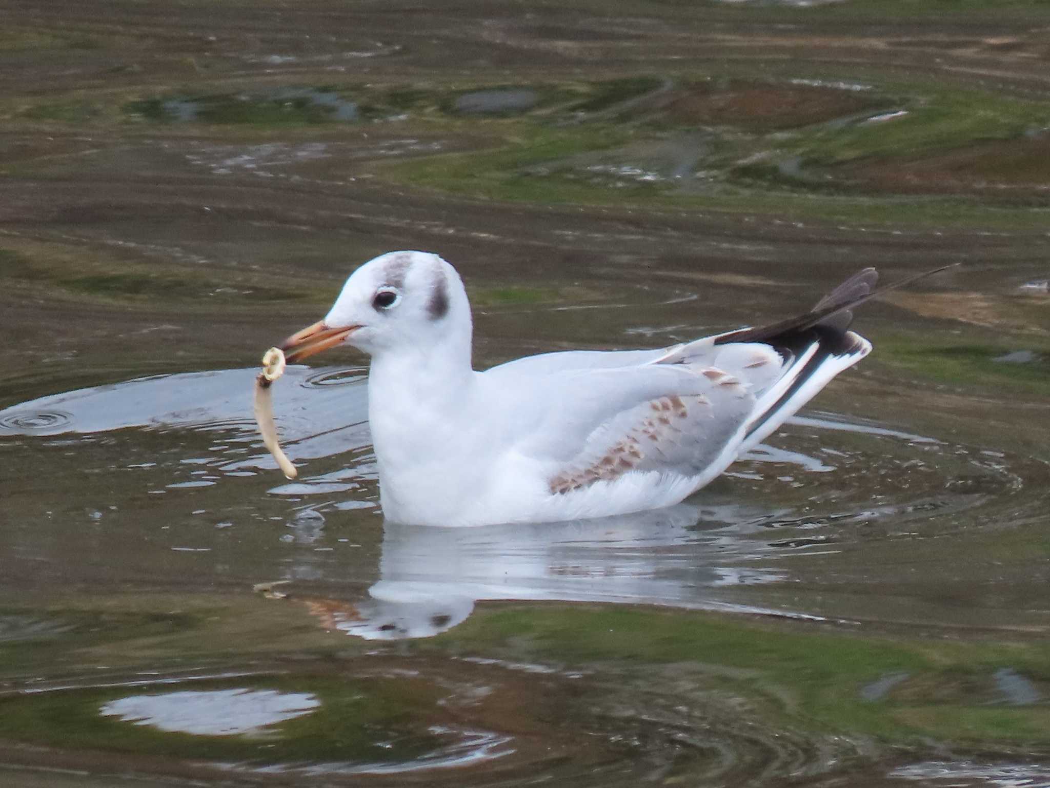 Photo of Black-headed Gull at 荒子川公園 by OHモリ