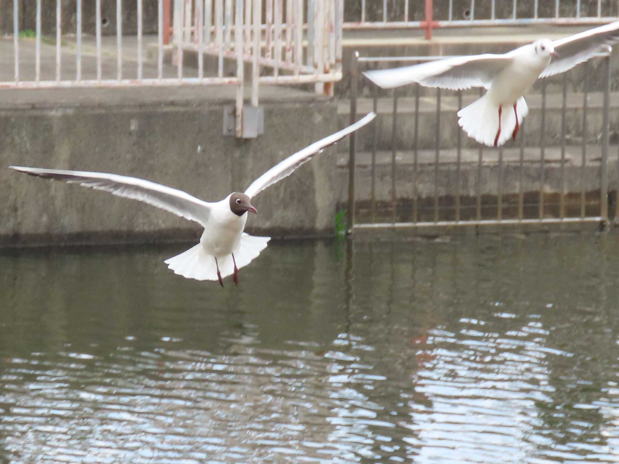 Black-headed Gull