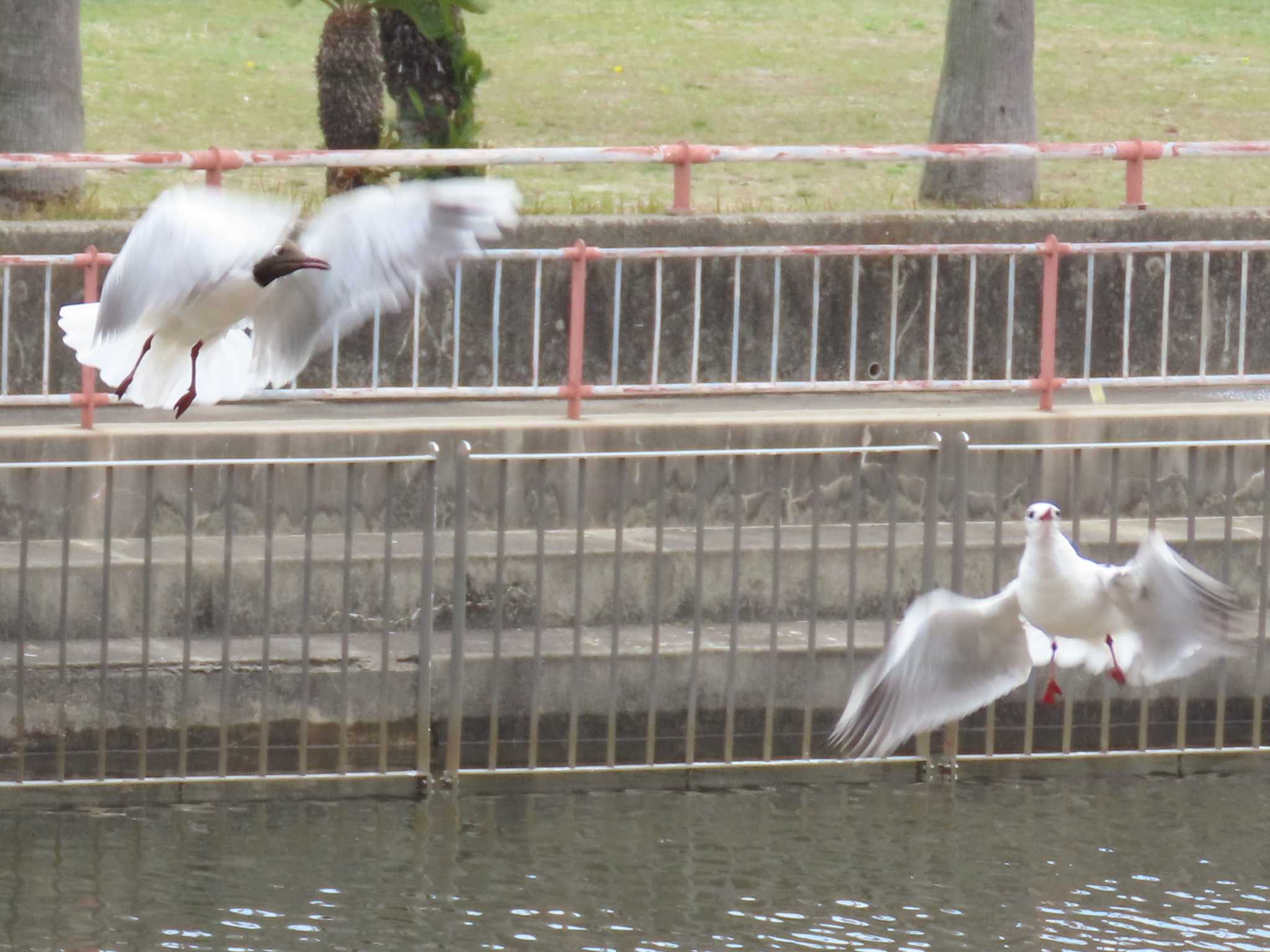 Black-headed Gull