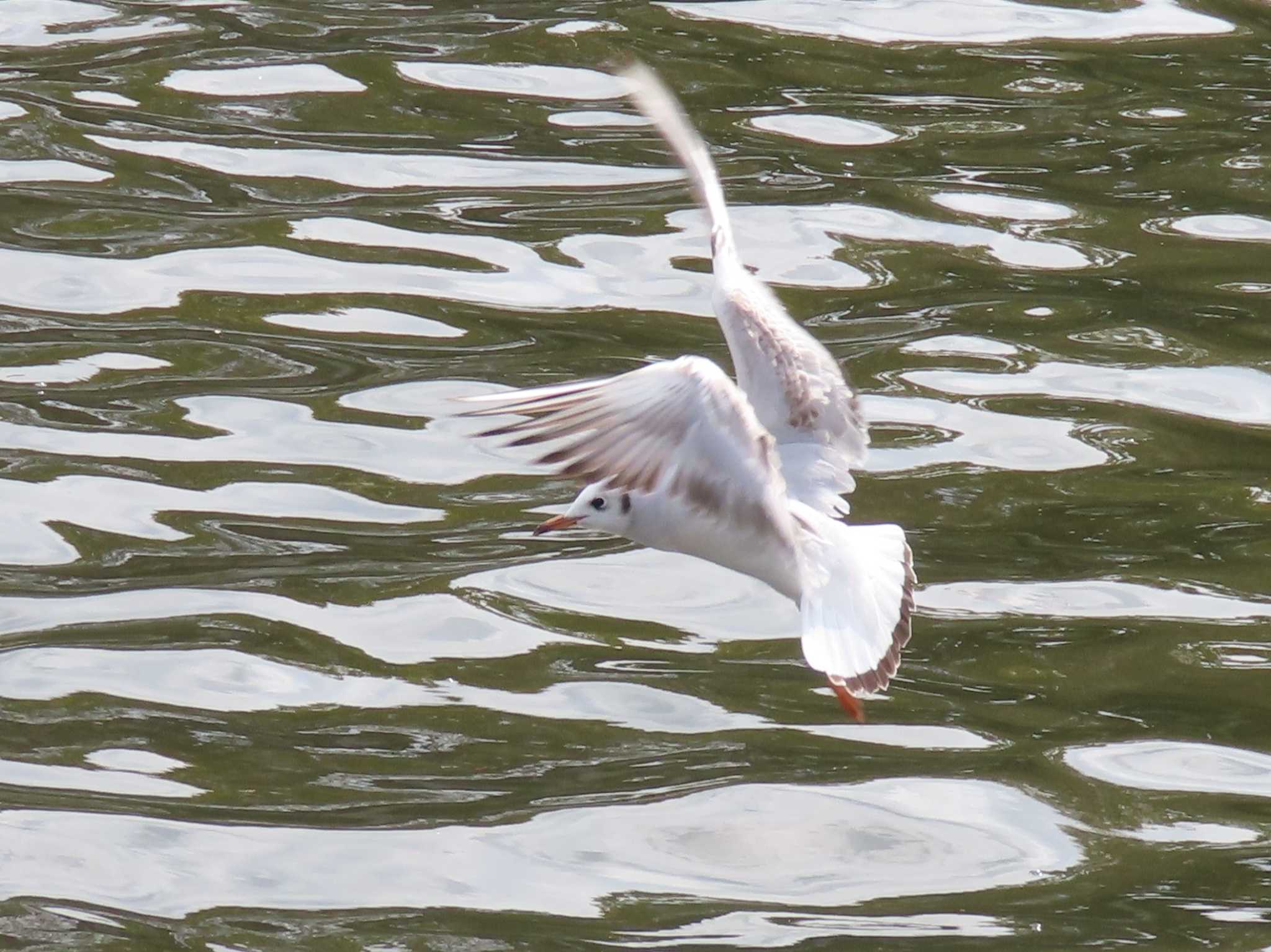 Black-headed Gull