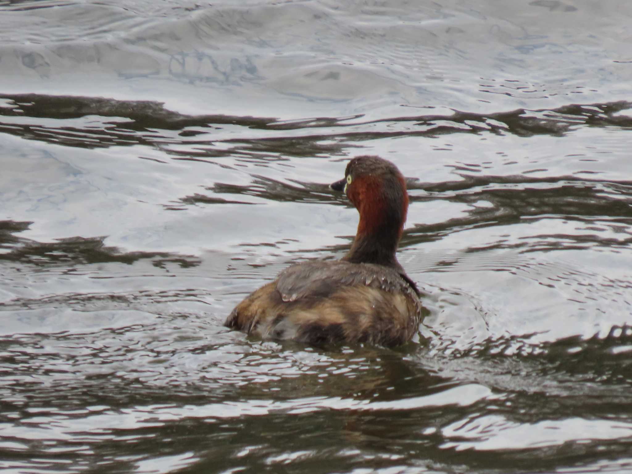 Little Grebe