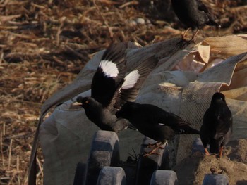 Crested Myna 岡山百間川 Sun, 12/20/2020