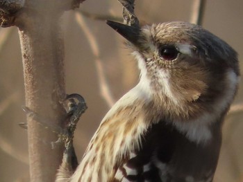 Japanese Pygmy Woodpecker 岡山旭川 Fri, 3/19/2021