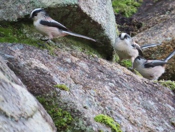 Long-tailed Tit 岡山城 Fri, 11/20/2020