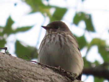 Grey-streaked Flycatcher 岡山旭川 Fri, 10/16/2020