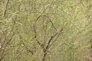 モズ 守谷野鳥のみち 2021年3月20日(土)