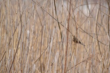 オオジュリン 守谷野鳥のみち 2021年3月20日(土)