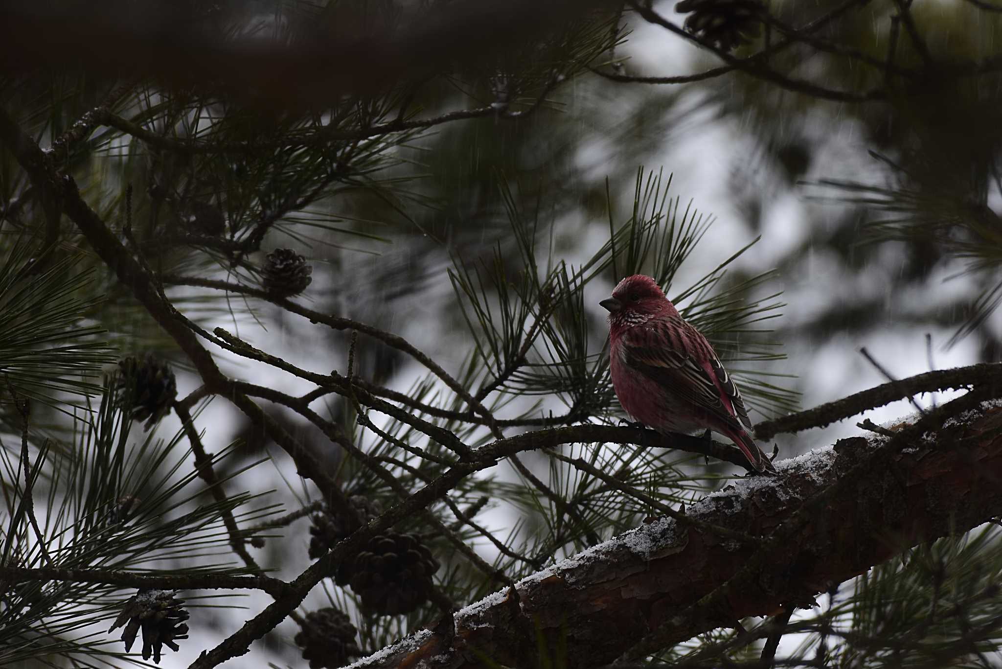 Photo of Pallas's Rosefinch at 