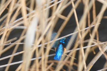 カワセミ 野川 2021年3月5日(金)