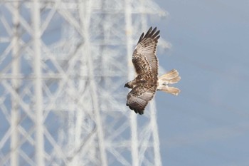 チュウヒ 矢作川 2021年3月13日(土)