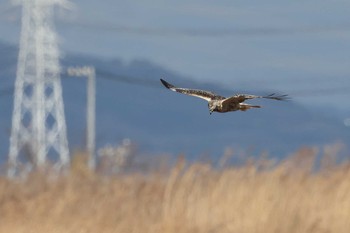 チュウヒ 矢作川 2021年3月13日(土)