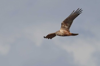 チュウヒ 矢作川 2021年3月13日(土)