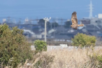 チュウヒ 矢作川 2021年3月13日(土)