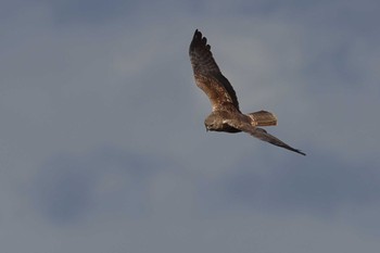 チュウヒ 矢作川 2021年3月13日(土)