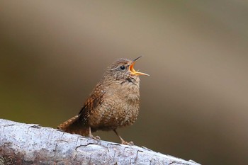 Eurasian Wren Unknown Spots Fri, 3/19/2021