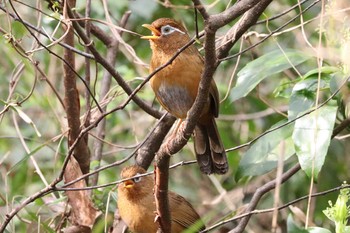 ガビチョウ こども自然公園 (大池公園/横浜市) 2021年3月20日(土)