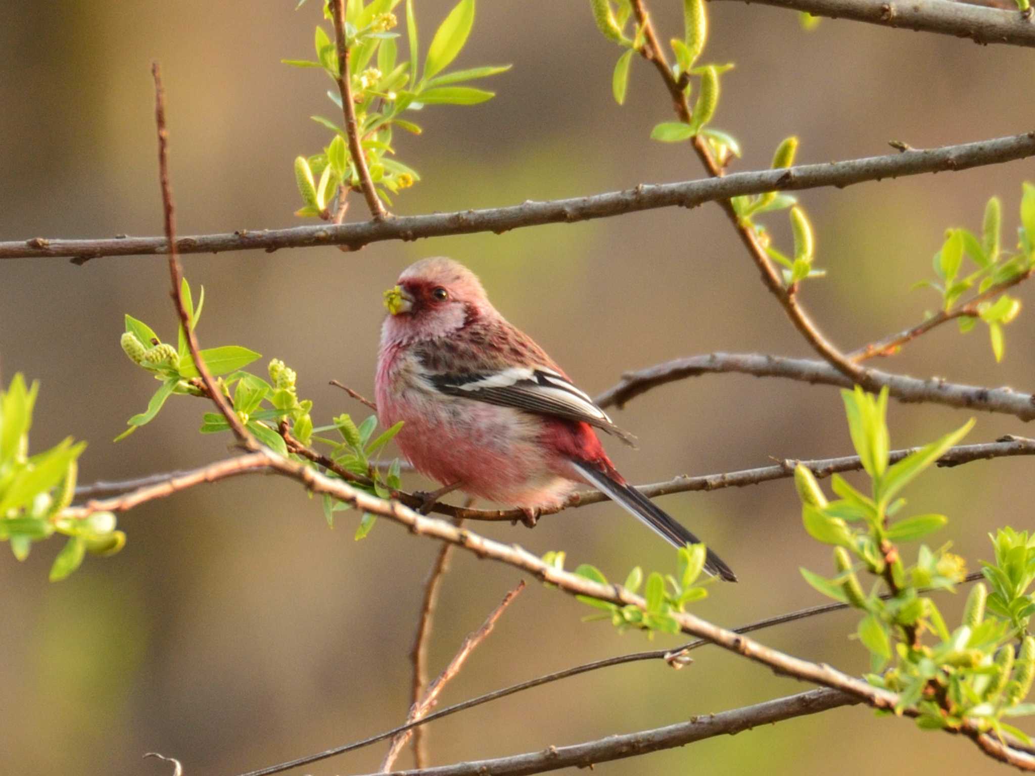 北本自然観察公園 ベニマシコの写真 by 80%以上は覚えてないかも