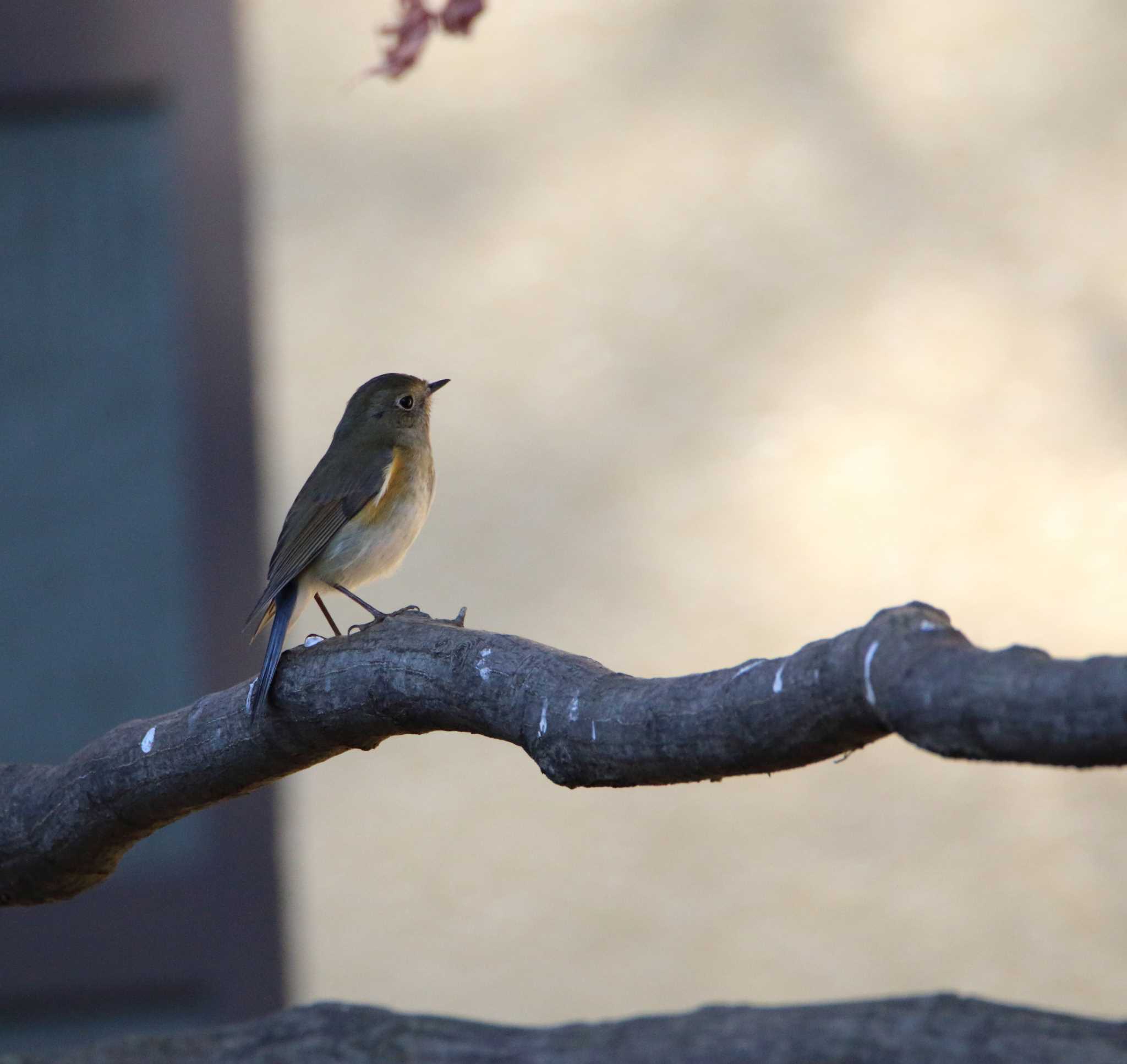 ルリビタキ♀