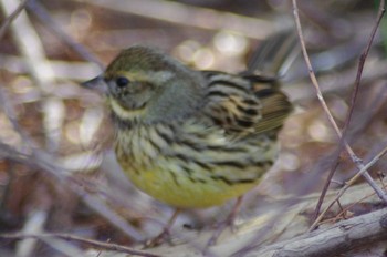 アオジ 智光山公園 2021年3月18日(木)