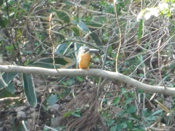 Common Kingfisher Chikozan Park Thu, 3/18/2021