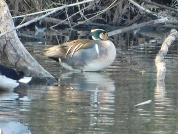 2021年3月18日(木) 智光山公園の野鳥観察記録