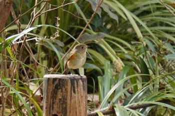 ルリビタキ 京都府立植物園 2021年3月17日(水)