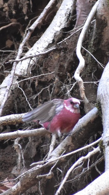 Sun, 3/14/2021 Birding report at Saitama Prefecture Forest Park