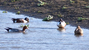 Sun, 3/14/2021 Birding report at Isanuma